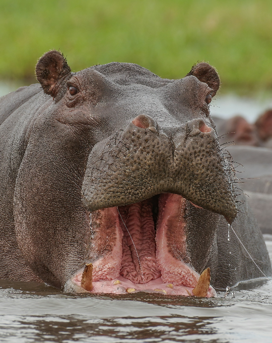 BOTSWANA